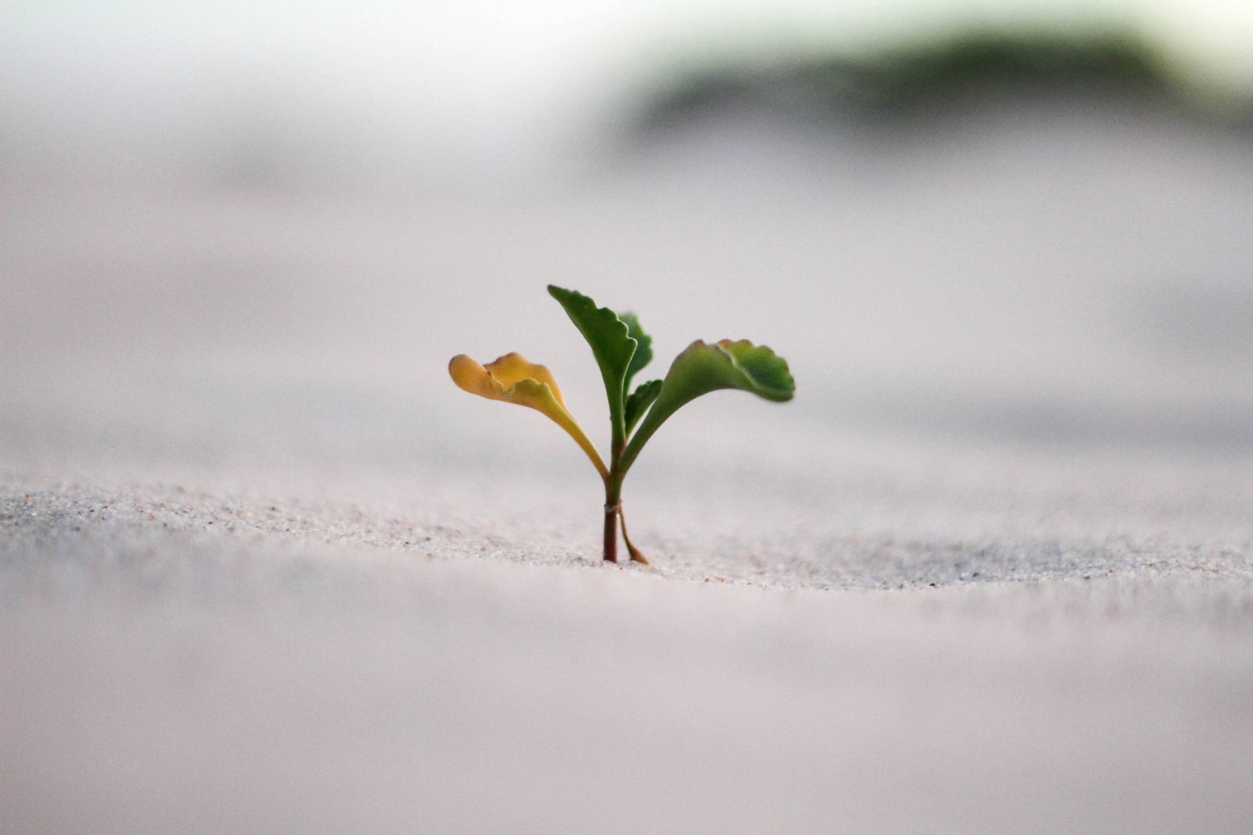 Personal Growth